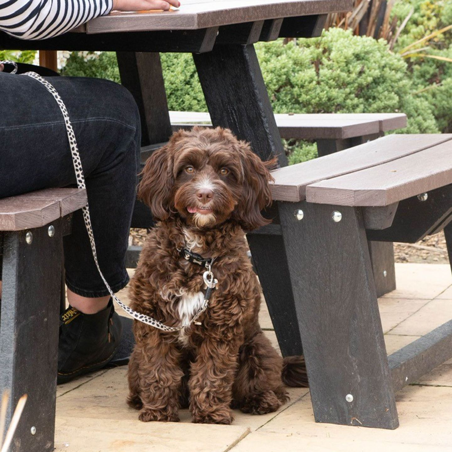 Your local dog friendly pub in Rayleigh